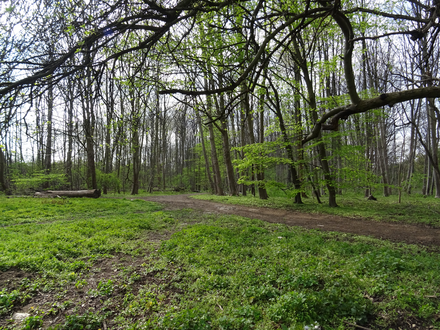 Frühlings-Wald-Szene