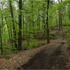 Frühlings-Wald-Weg