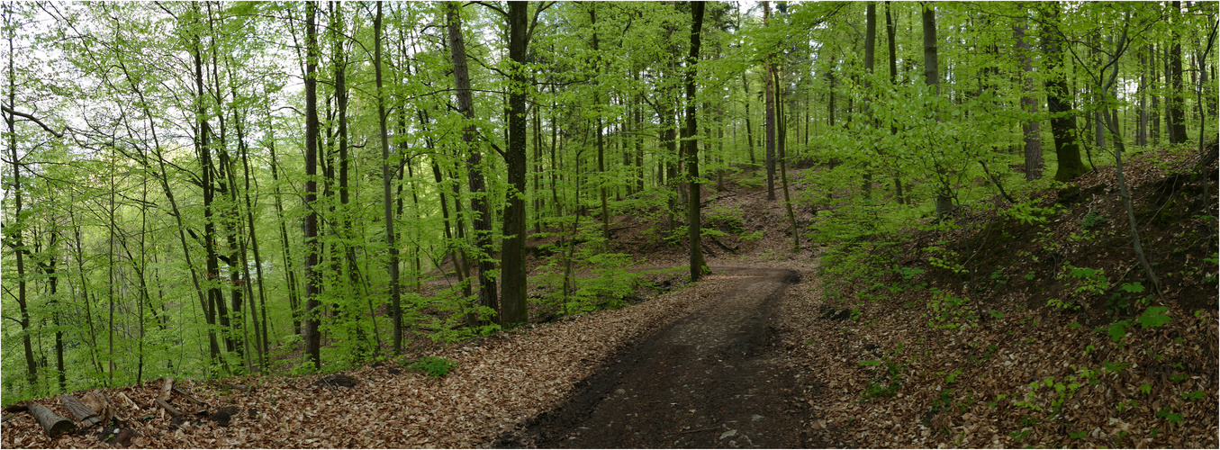 Frühlings-Wald-Weg