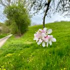 Frühlings Wanderung in der Heimat 