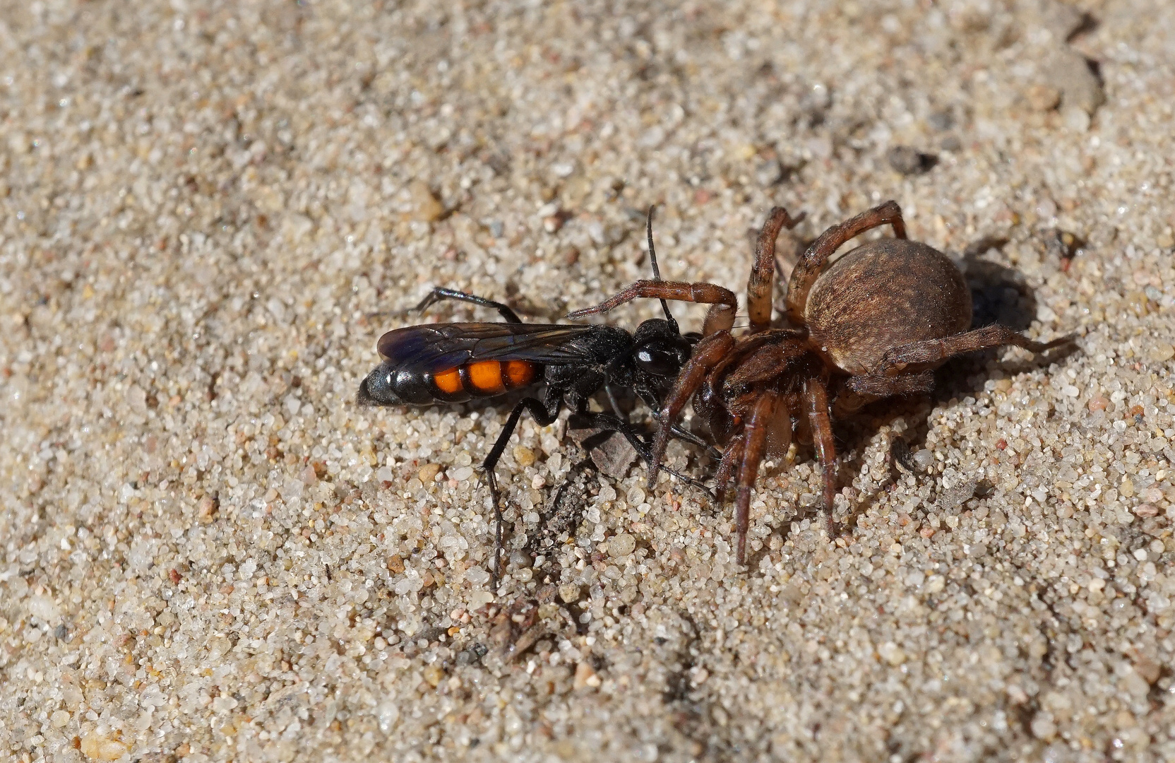 Frühlings-Wegwespe (Anoplius viaticus) mit erbeuteter Wolfsspinne