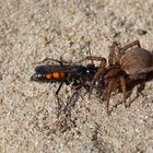 Frühlings-Wegwespe (Anoplius viaticus) mit erbeuteter Wolfsspinne