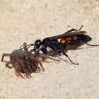 Frühlings-Wegwespe  ( Anoplius viaticus ) mit Spinnenbeute 