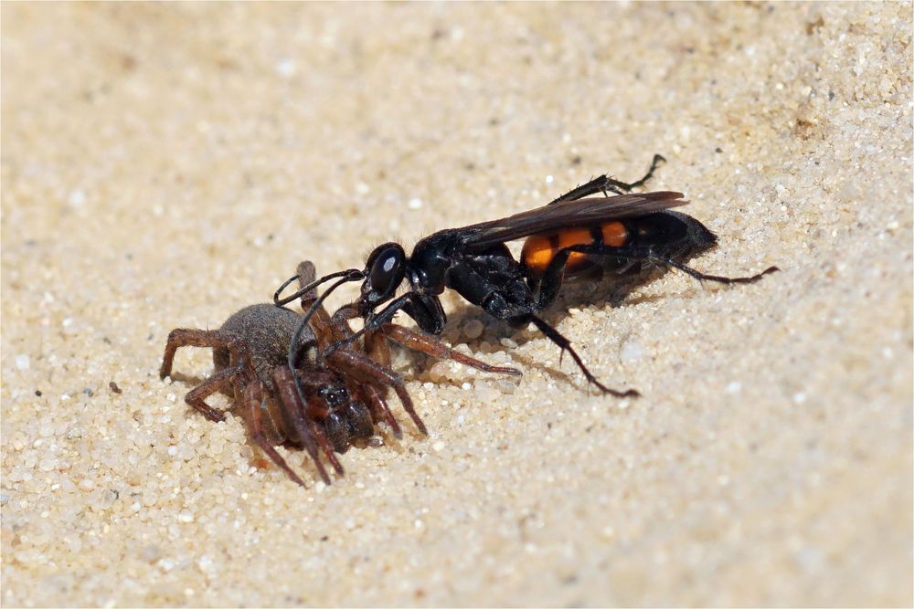 Frühlings-Wegwespe  ( Anoplius viaticus ) mit Spinnenbeute 