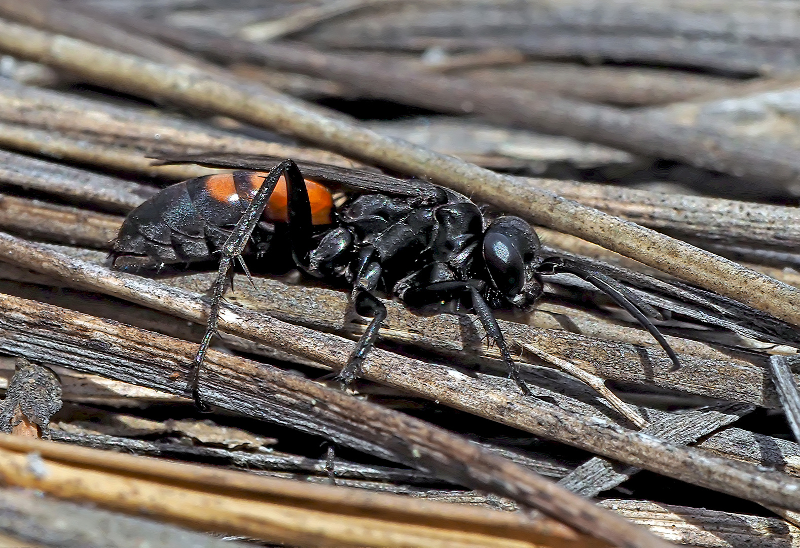 Frühlings-Wegwespe (Anoplius viaticus)  -  Une guêpe araignée...*