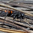 Frühlings-Wegwespe (Anoplius viaticus)  -  Une guêpe araignée...*