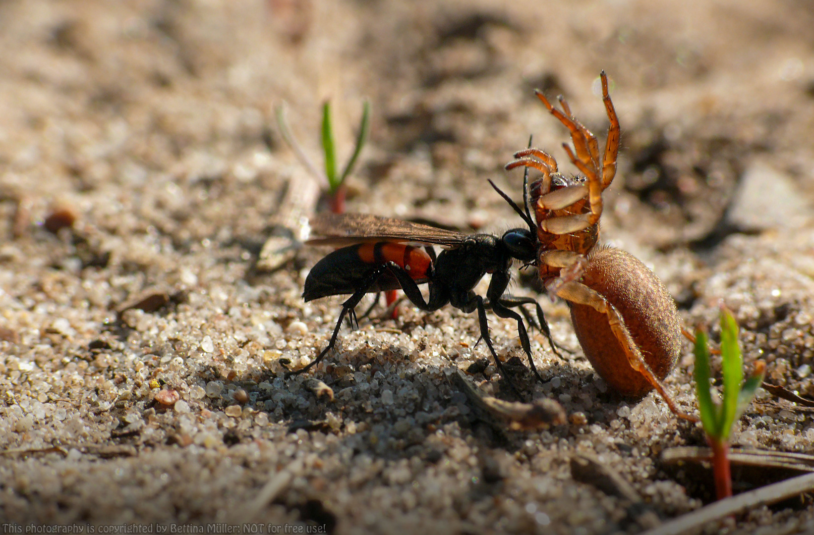 Frühlings-Wegwespe mit Beute (Anoplius viaticus)