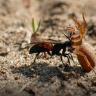 Frühlings-Wegwespe mit Beute (Anoplius viaticus)