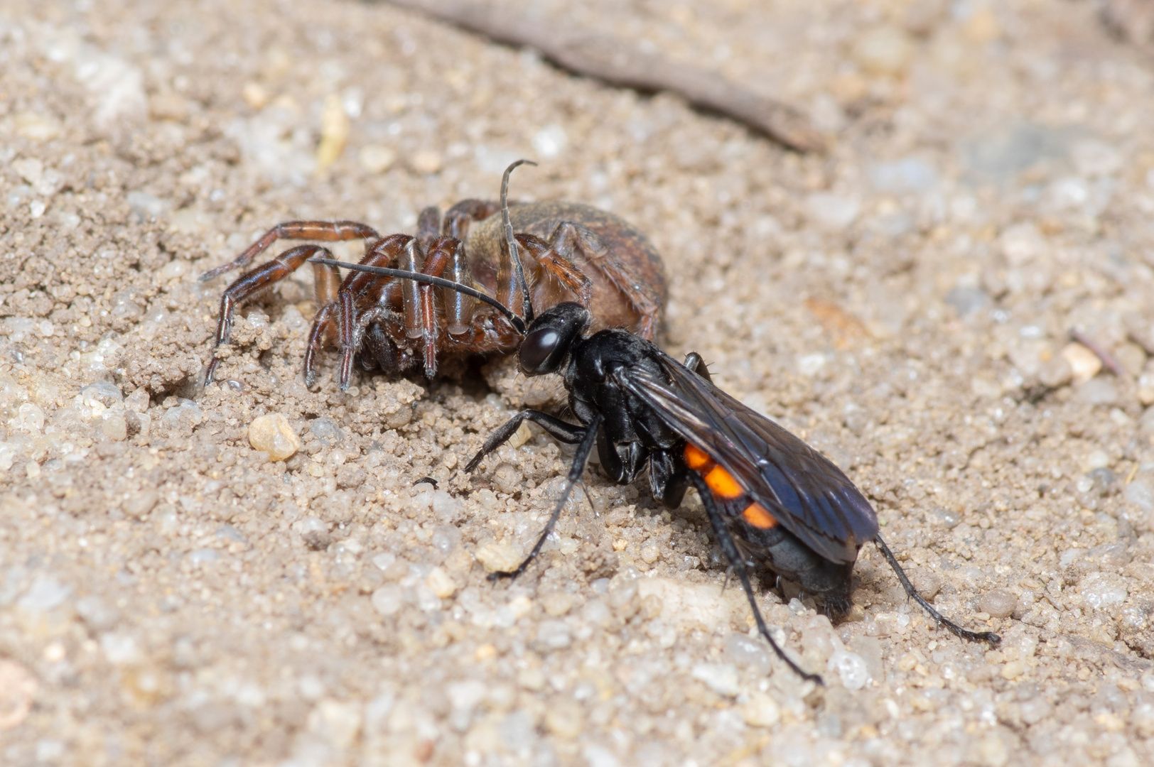 Frühlings-Wegwespe mit Spinne (01)