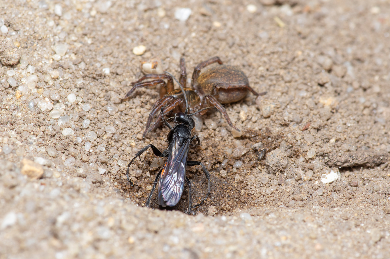 Frühlings-Wegwespe mit Spinne (02)