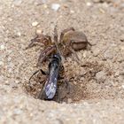 Frühlings-Wegwespe mit Spinne (02)