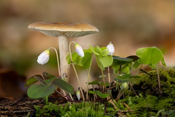 Frühlings-Weichritterling