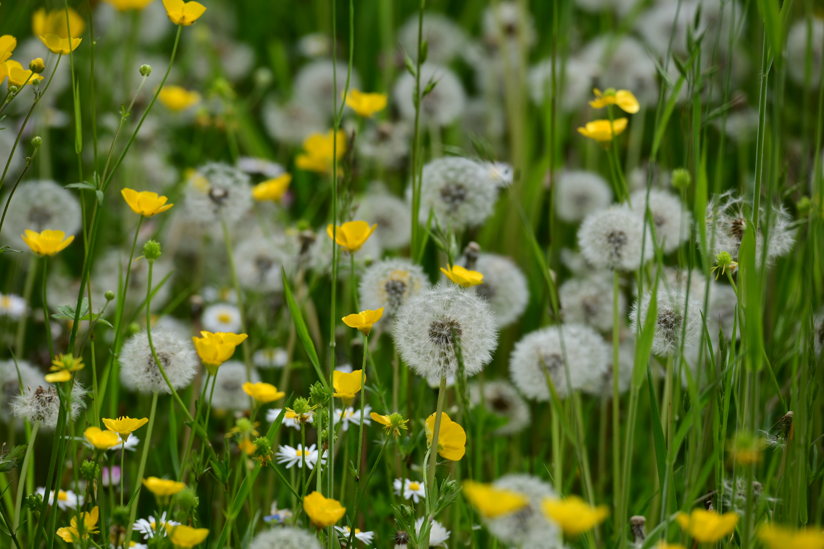 Frühlings Wiese