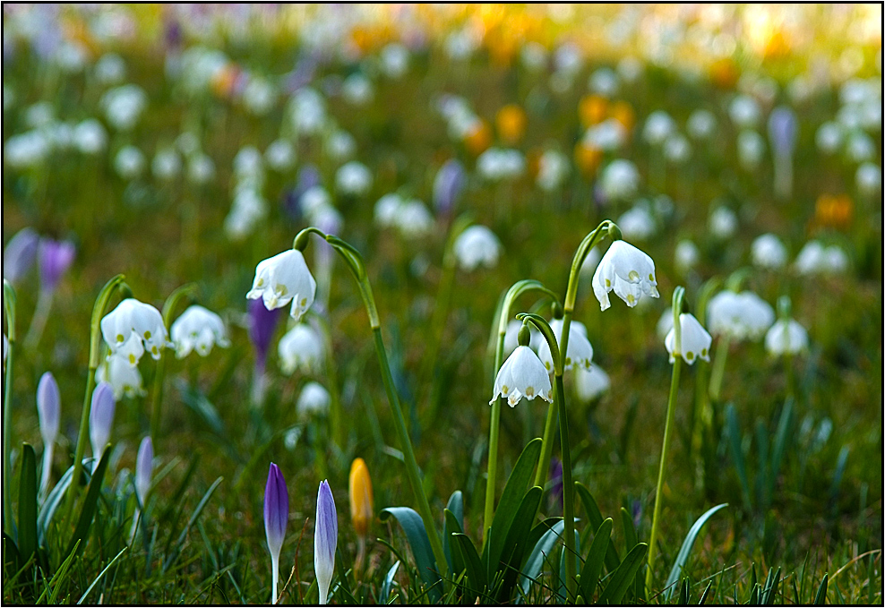 Frühlings Wiese