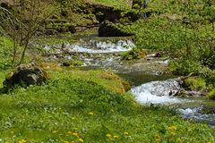 Frühlings Wiese.