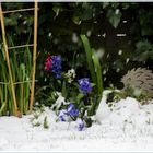 " Frühlings - Winter "    30.März 2020    Uhr 08:41