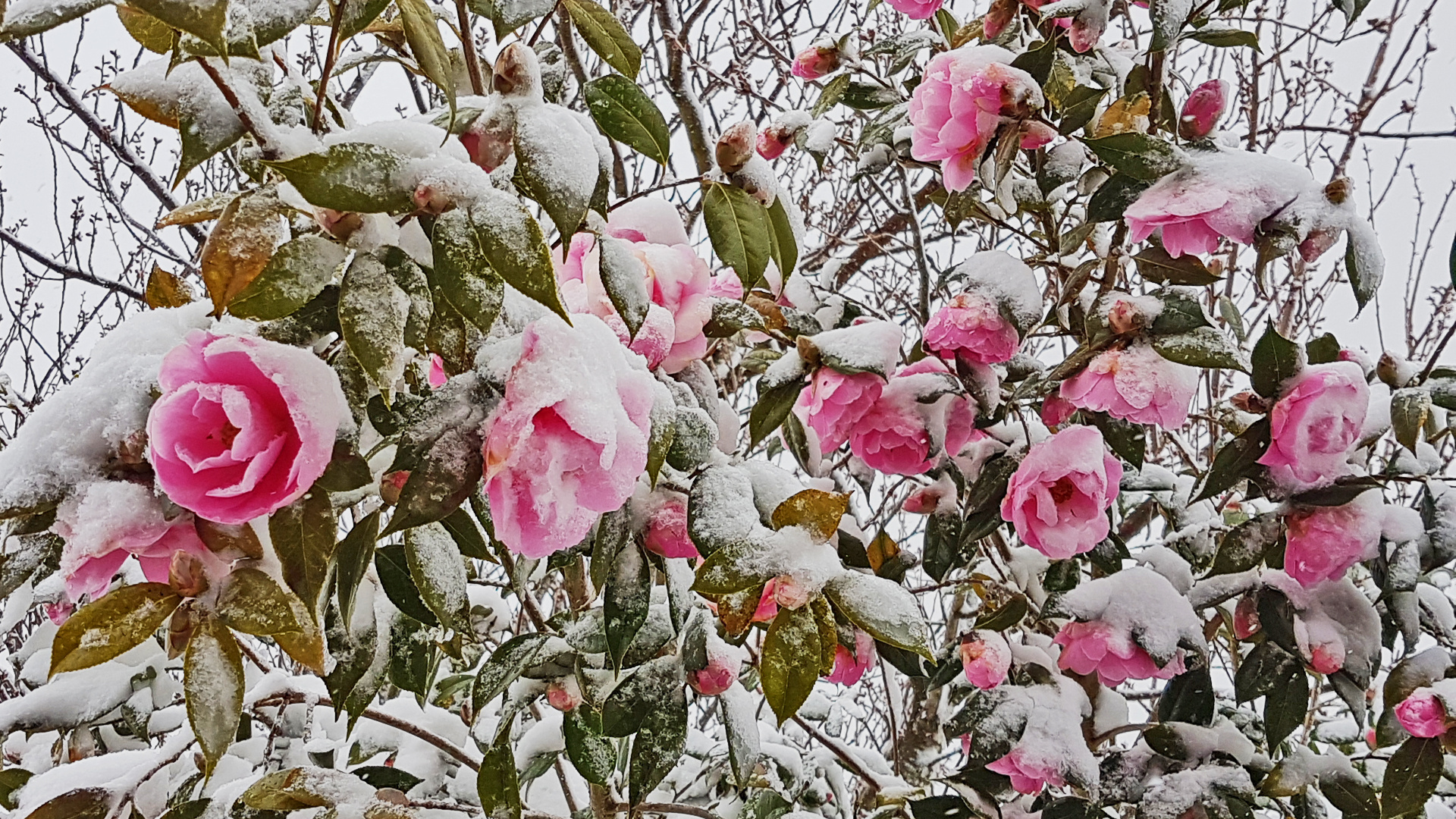 "Frühlings-Winter" war gestern früh . . .