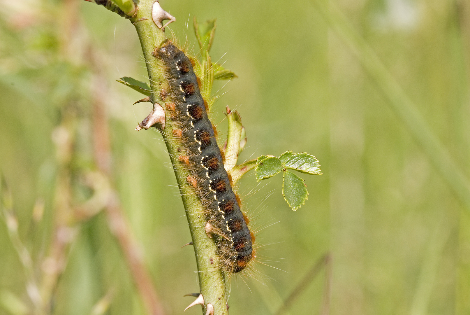 Frühlings-Wollafter (Eriogaster lanestris)