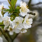 Frühlings Zauber