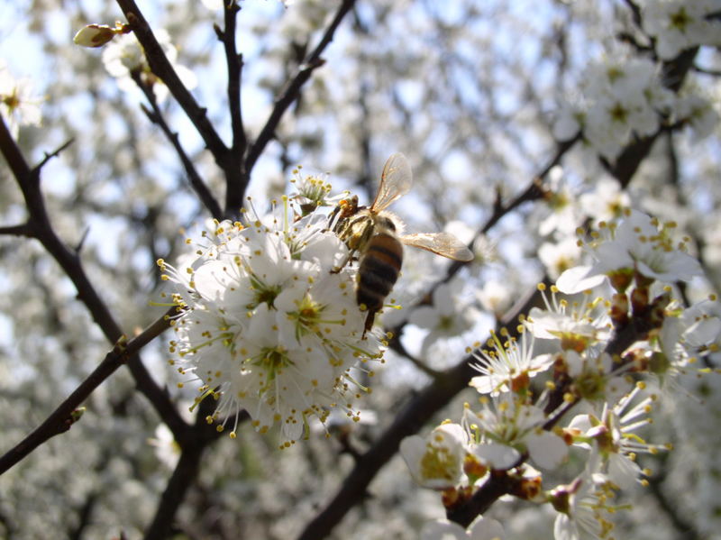 Frühlings Zeit, Blüten Zeit