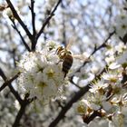 Frühlings Zeit, Blüten Zeit