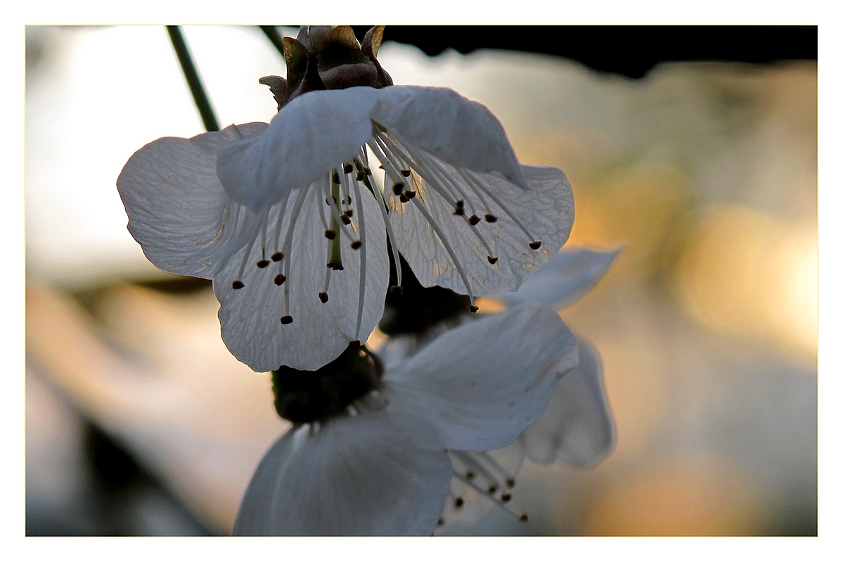 Frühlingsabend