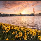 Frühlingsabend an der Alster