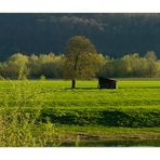 Frühlingsabend an der Weser... - oder: die Eiche, die Hütte und das Grün...