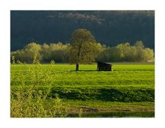 Frühlingsabend an der Weser... - oder: die Eiche, die Hütte und das Grün...