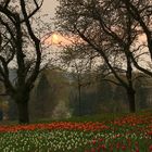 Frühlingsabend auf der Insel Mainau