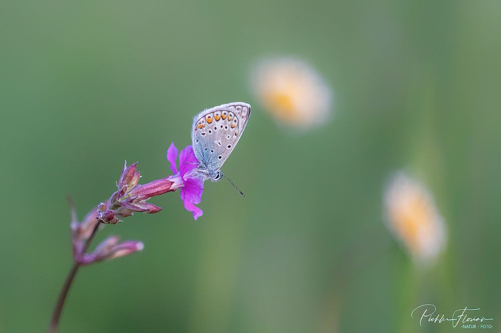 Frühlingsabend auf der Wiese (2)