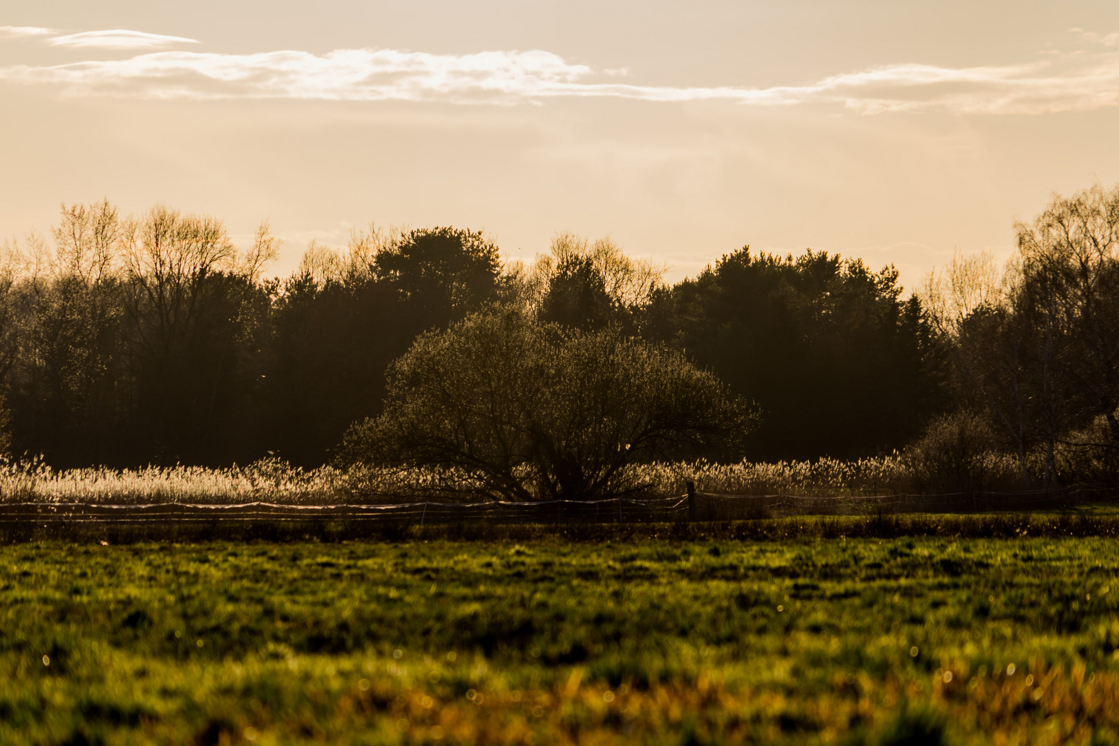 Frühlingsabend auf der Wiese