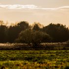 Frühlingsabend auf der Wiese