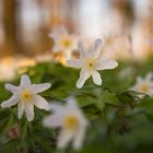 Frühlingsabend im Wald