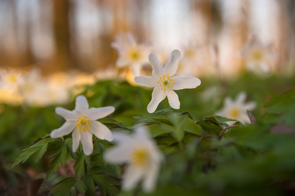 Frühlingsabend im Wald