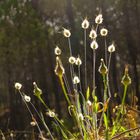 Frühlingsabend im Wald / Serata di primavera nella pineta