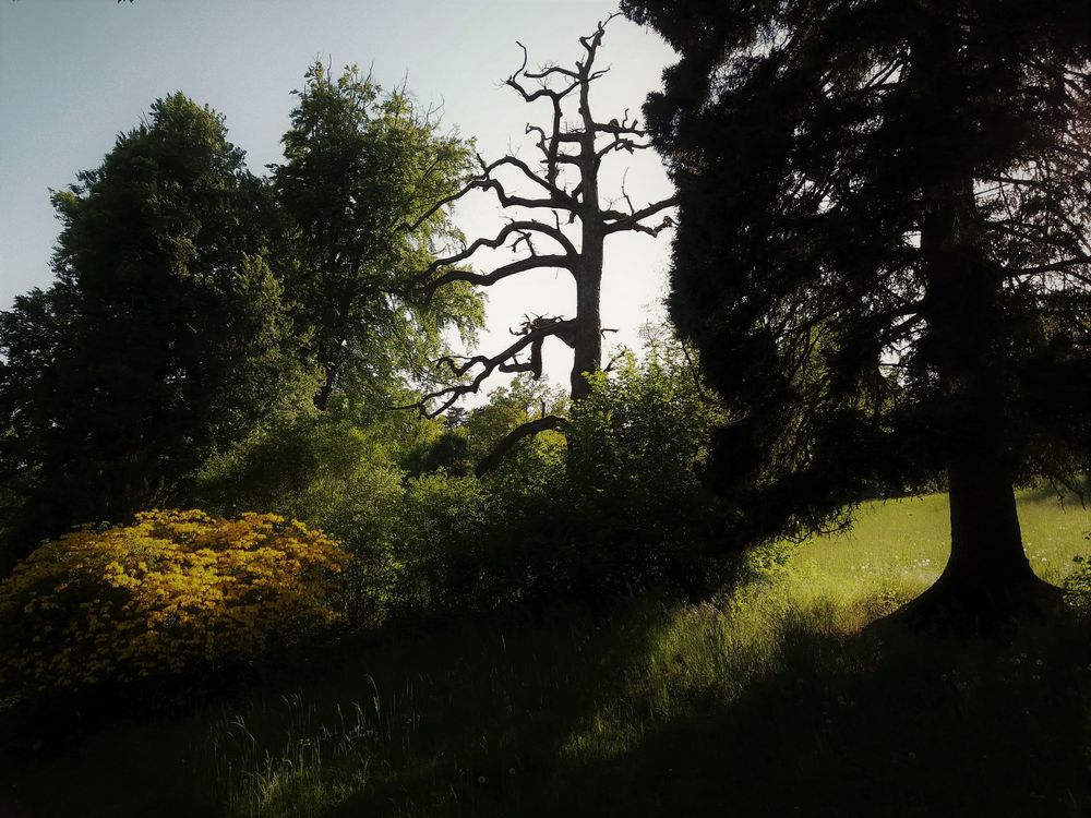 Frühlingsabend in Belvedere (Weimar)