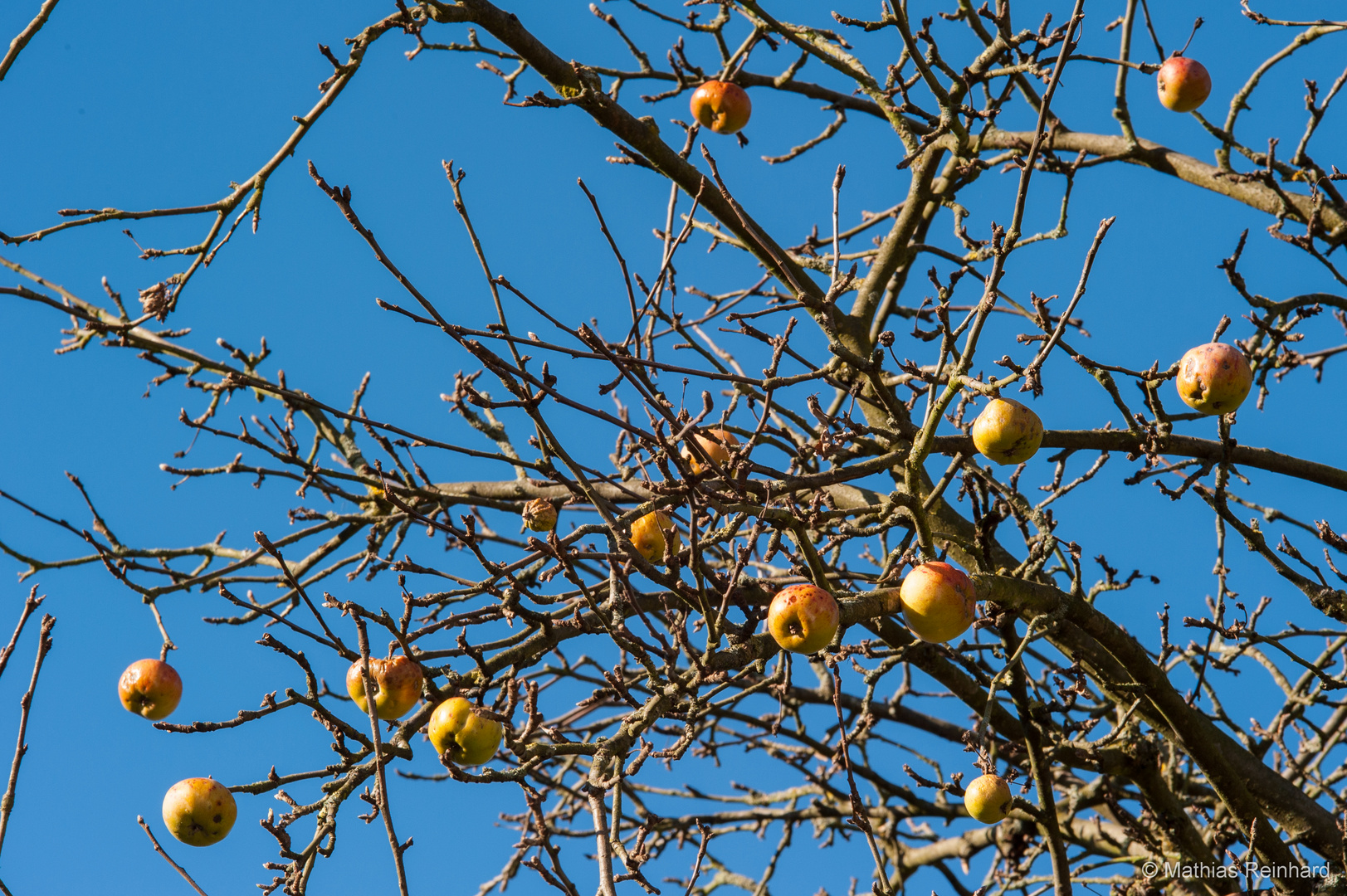 Frühlingsäpfel