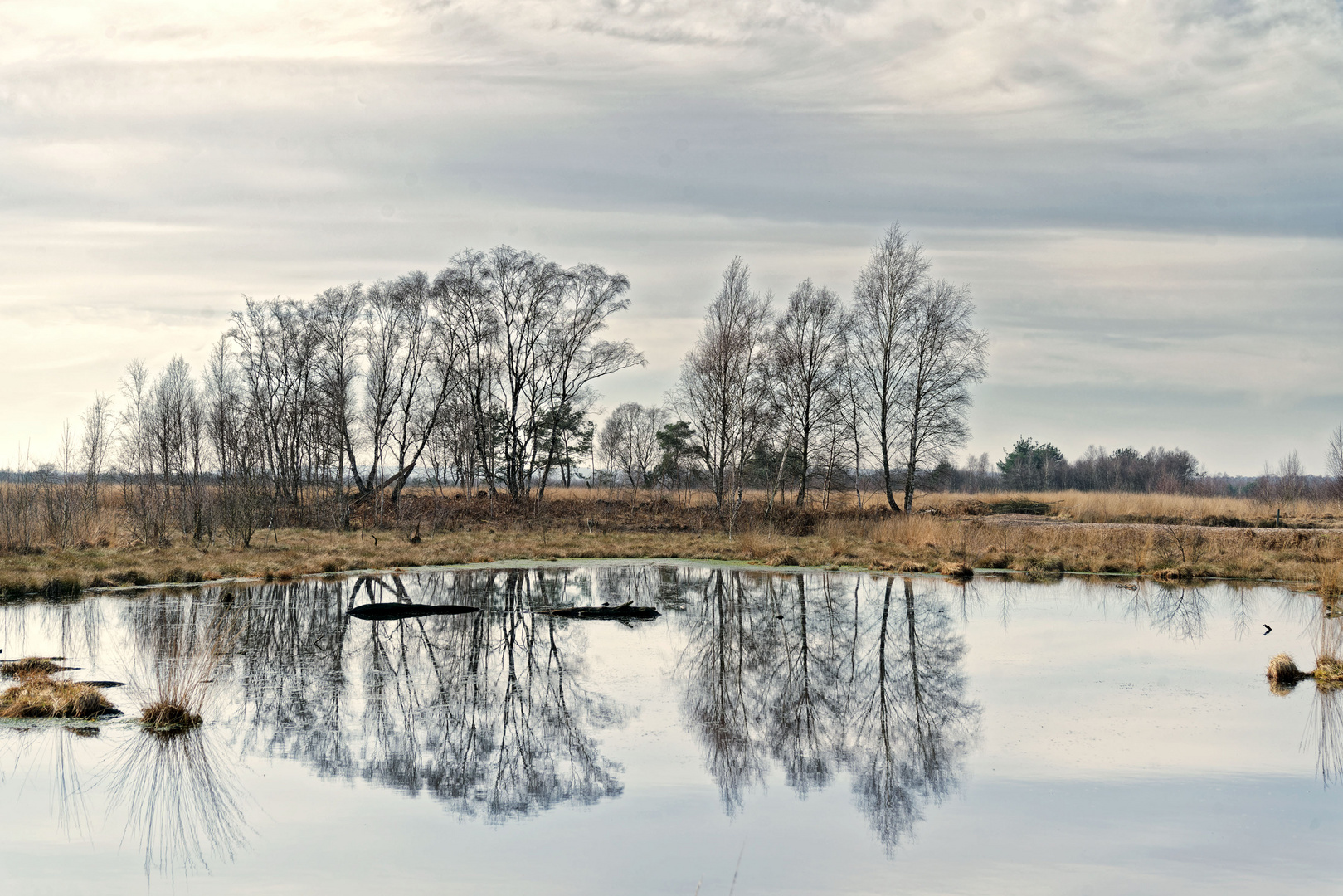 Frühlingsahnen im Moor