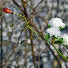 Frühlingsanfang 2008