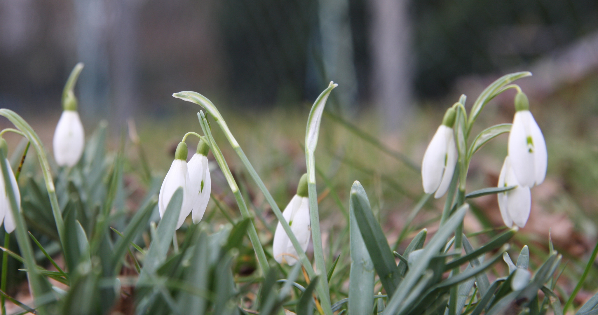 Frühlingsanfang