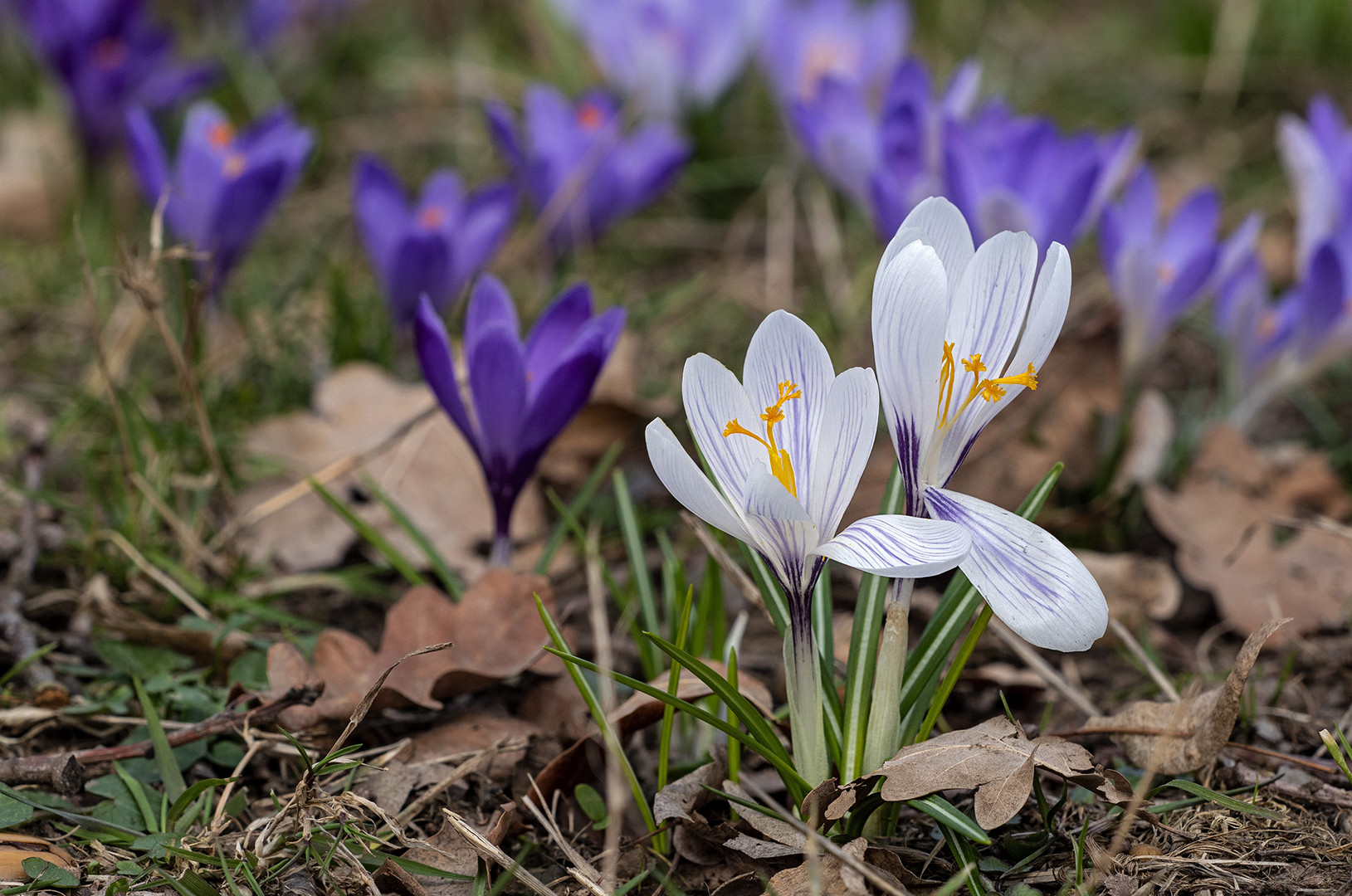 Frühlingsanfang