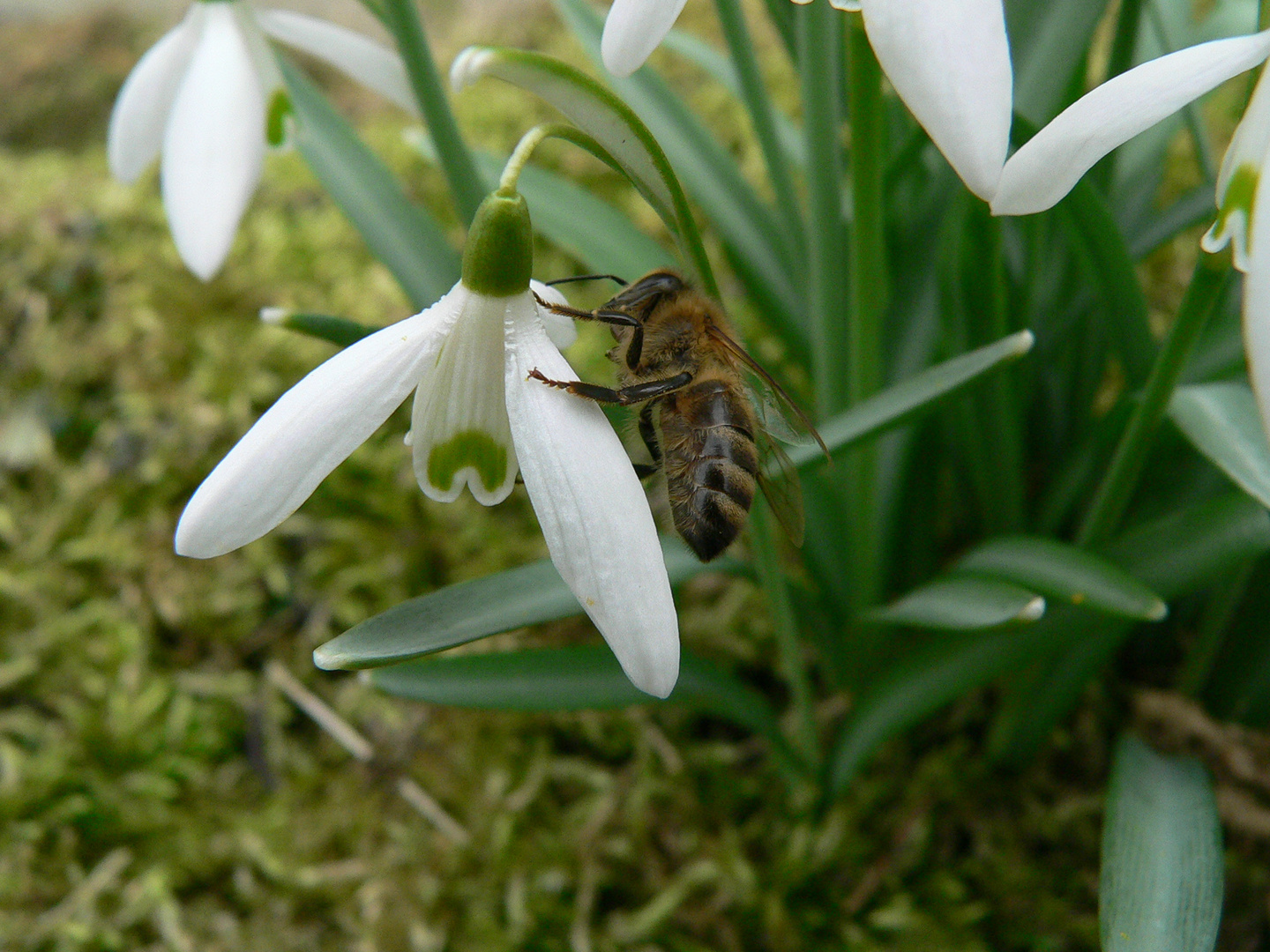 Frühlingsanfang