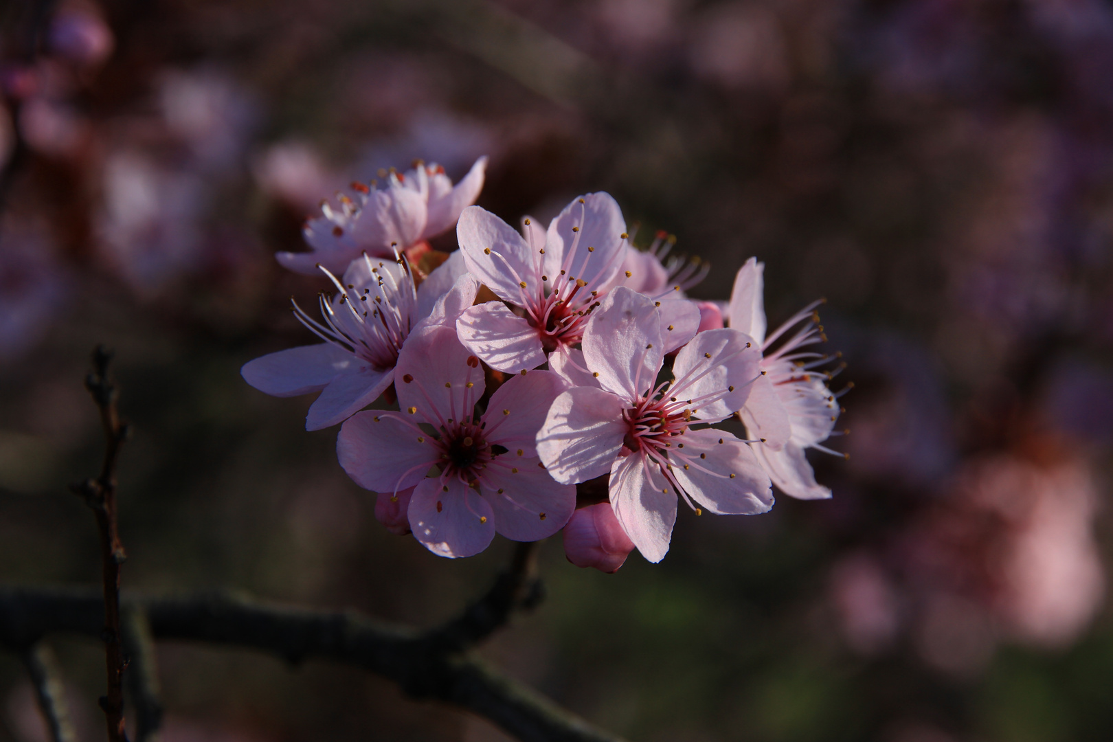 Frühlingsanfang