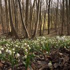 Frühlingsanfang am Nordhang der Schlossleite