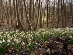 Frühlingsanfang am Nordhang der Schlossleite