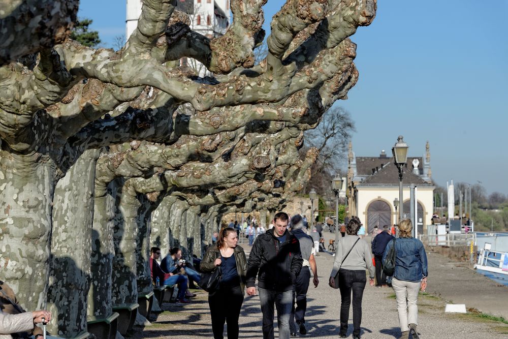 Frühlingsanfang am Rheinufer in Eltville