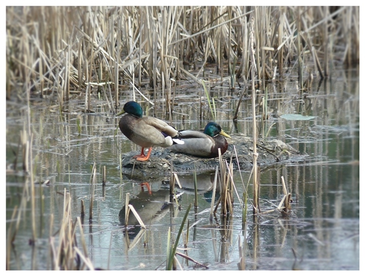 Frühlingsanfang am See