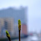 Frühlingsanfang an der Elbphilharmonie