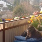 Frühlingsanfang auf dem Balkon